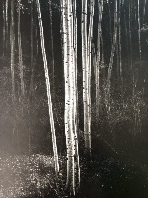 Ansel Adams- Aspens, Northern New Mexico 1958 - FineArt Vendor