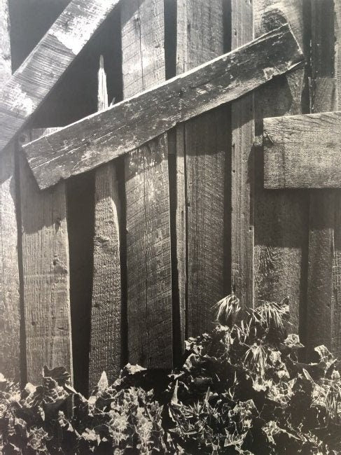 Ansel Adams - Boards & Thistles, California c.1953 - FineArt Vendor