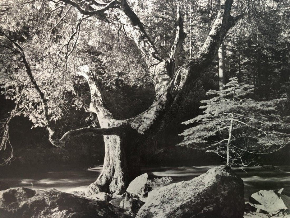 Ansel Adams - Early Morning, California c. 1950 - FineArt Vendor
