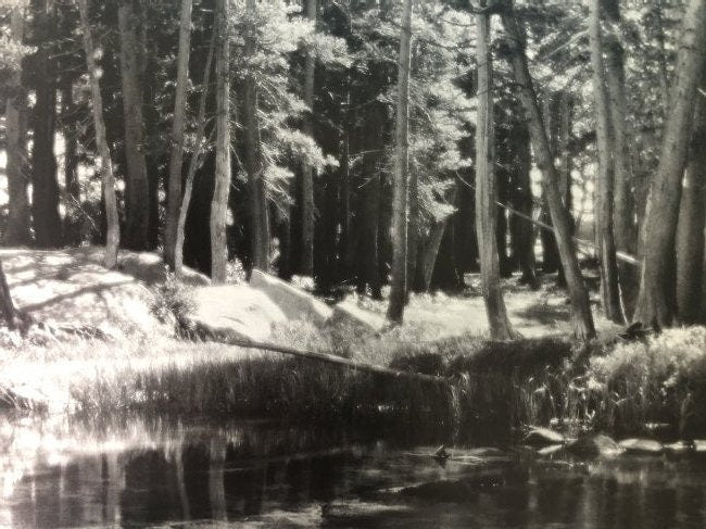Ansel Adams - Forest and Stream, California c. 1923 - FineArt Vendor