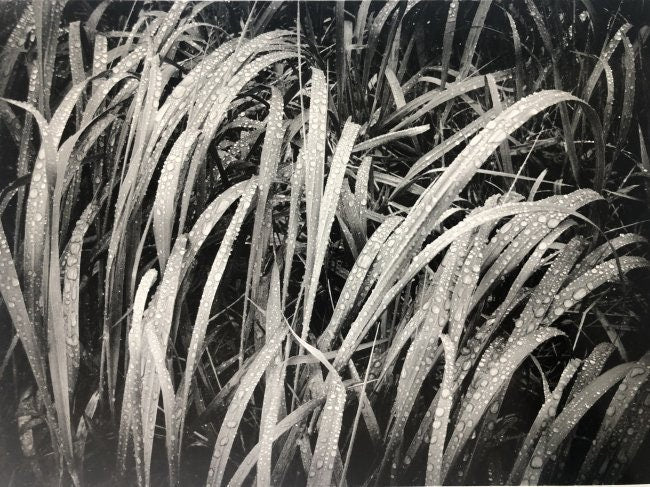 Ansel Adams - Grass in Rain, Alaska - FineArt Vendor