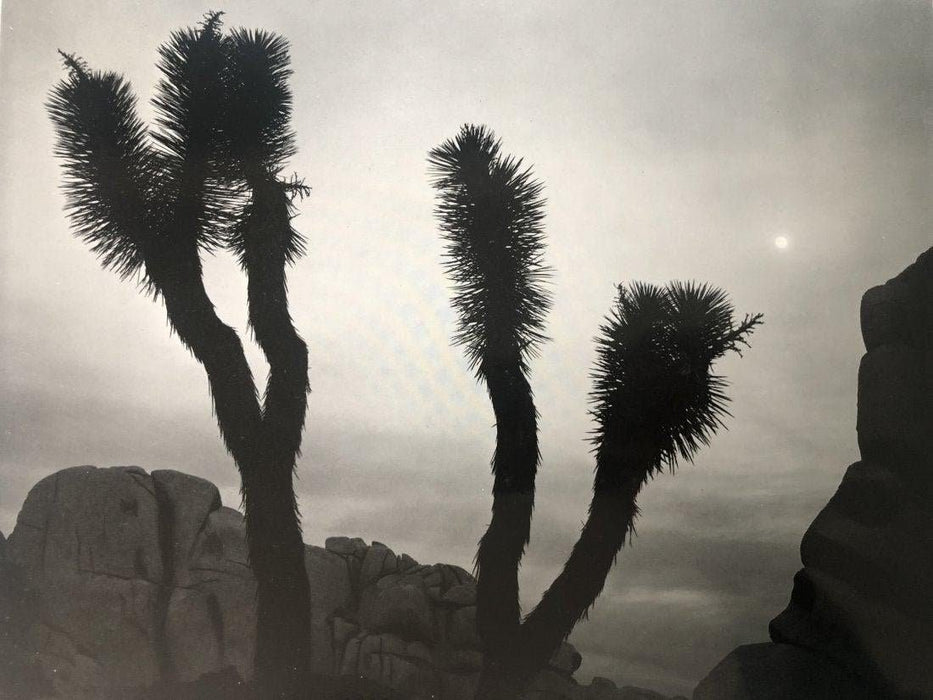 Ansel Adams - Joshua Tree National Monument, California - FineArt Vendor