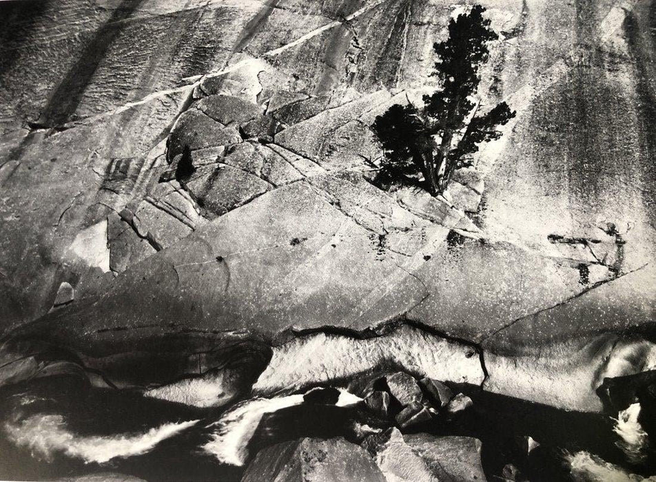 Ansel Adams - Juniper and Cliffs, California c.1936 - FineArt Vendor