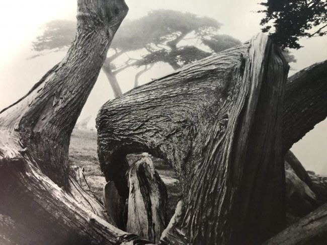 Ansel Adams - Pebble Beach, California 1967 - FineArt Vendor