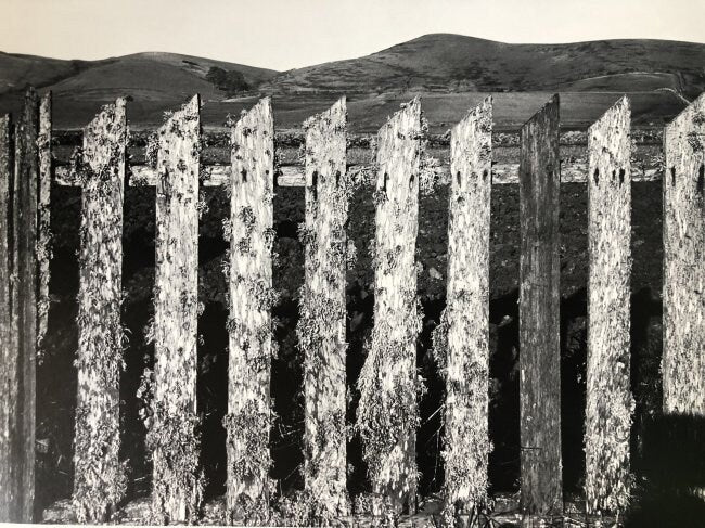Ansel Adams - Picket Fence, California c.1935 - FineArt Vendor