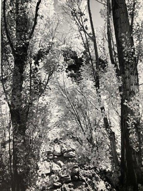 Ansel Adams - Poplars, California c.1937 - FineArt Vendor