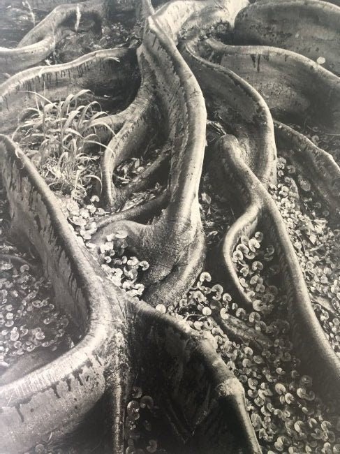 Ansel Adams - Roots, Honolulu, Hawaii 1947 - FineArt Vendor