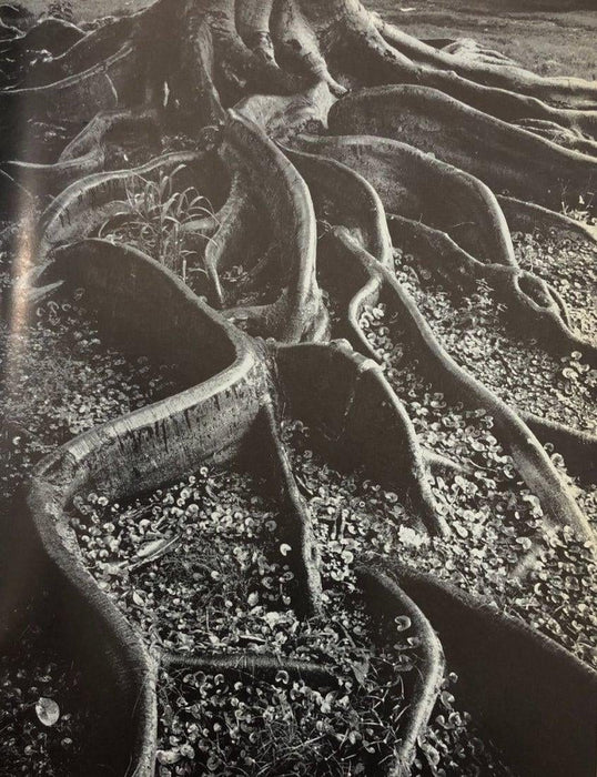 Ansel Adams - Roots of a Banyan tree, Honolulu, Oahu - FineArt Vendor