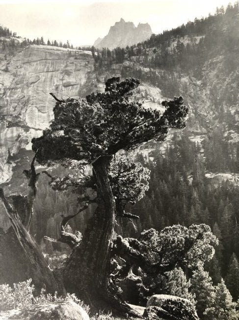 Ansel Adams - Sierra Juniper, California c. 1936 - FineArt Vendor