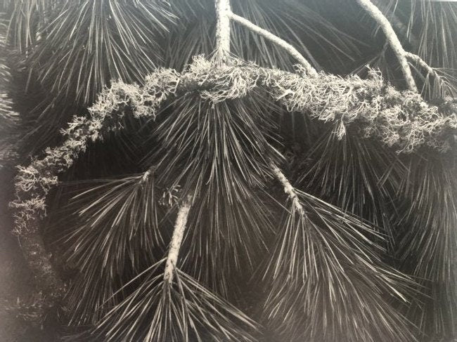 Ansel Adams - Sugarpine Boughs, California 1962 - FineArt Vendor