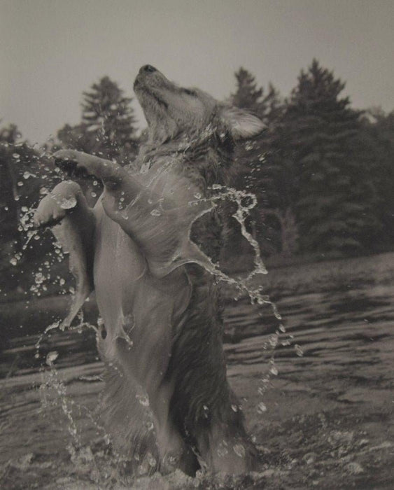 Bruce Weber - Little Bear, Adirondack Park, 1989 - FineArt Vendor