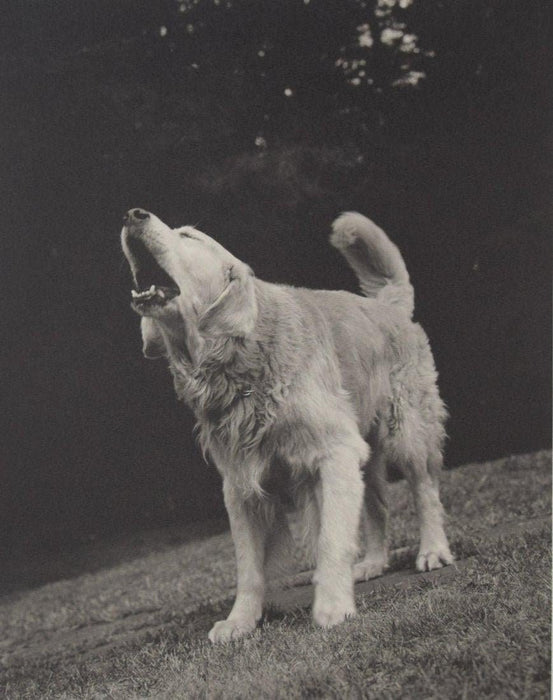 Bruce Weber - Rowdy, Adirondack Park, 1988 - FineArt Vendor