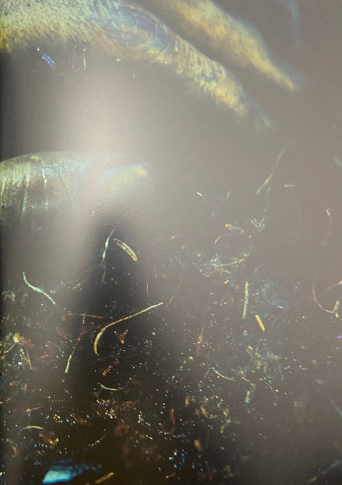 Cindy Sherman "Untitled” print in colors - FineArt Vendor