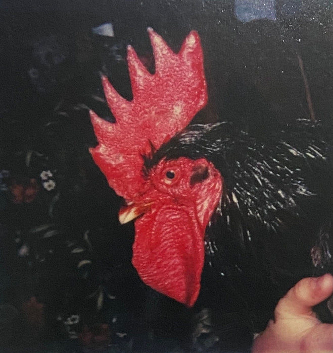 Linda McCartney Campbeltown, Scotland, 1970s print in colors - FineArt Vendor