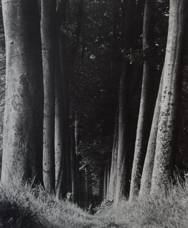 Man Ray - La Foret, 1930 - FineArt Vendor