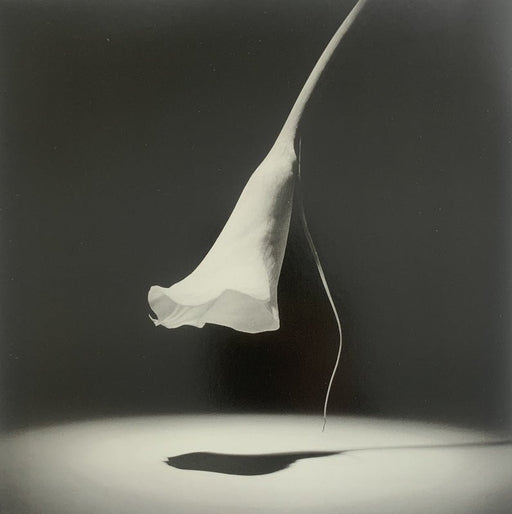 Robert Mapplethorpe - Calla Lily , 1986 - Print in Colors - FineArt Vendor