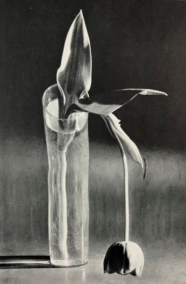 Andre Kertesz - Melancholic Tulip, 1939 Print in Colors - FineArt Vendor