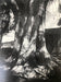 Ansel Adams - Eucalyptus, Fort Ross, California 1969 - FineArt Vendor