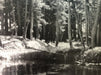 Ansel Adams - Forest and Stream, California c. 1923 - FineArt Vendor