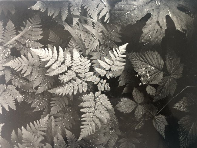 Ansel Adams Pattern Ansel Adams - Forest Detail, Washington - FineArt Vendor