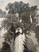 Ansel Adams - General Sherman Tree, California - FineArt Vendor