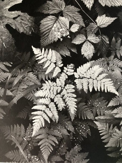 Ansel Adams - Leaves, Washington c.1942 - FineArt Vendor