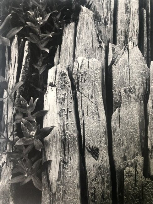 Ansel Adams - Moth and Stump, Alaska 1948 - FineArt Vendor