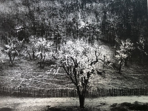 Ansel Adams - Oak Tree, California c.1960, - FineArt Vendor