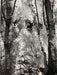 Ansel Adams - Poplars, California c.1937 - FineArt Vendor