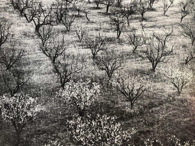 Ansel Adams - Portola Valley, California c.1940 - FineArt Vendor