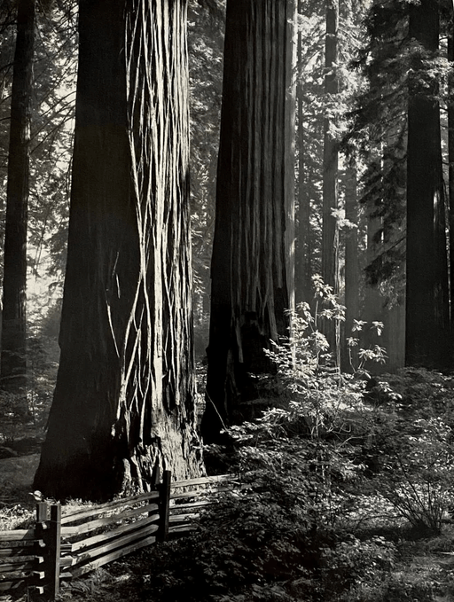Ansel Adams - Redwood Trees, California - FineArt Vendor