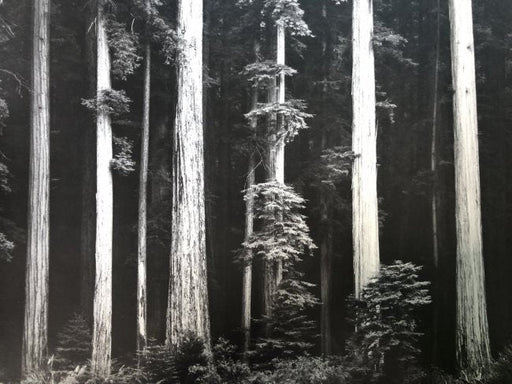 Ansel Adams - Redwoods, Northern California c.1960, - FineArt Vendor