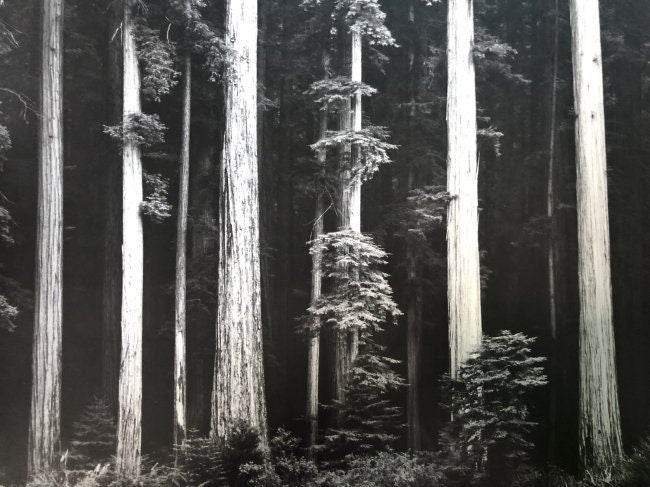 Ansel Adams - Redwoods, Northern California c.1960, - FineArt Vendor