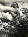 Ansel Adams - Sentinel Rock, California c. 1940 - FineArt Vendor