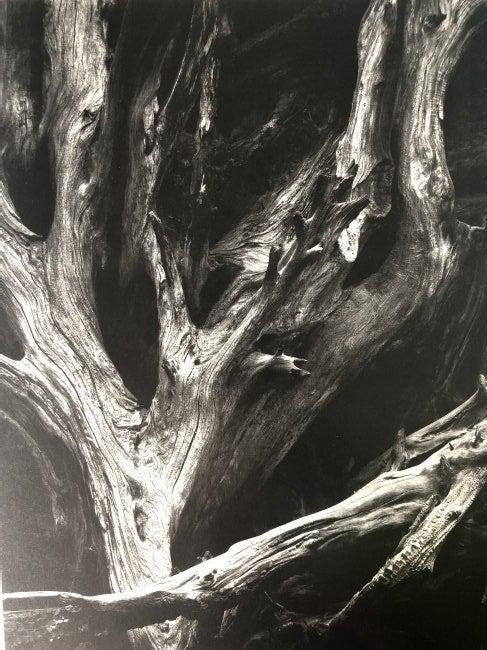Ansel Adams - Sequoia Gigantea Roots, California c.1950 - FineArt Vendor