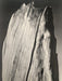 Ansel Adams - The White Stump, California 1936 - FineArt Vendor