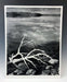Ansel Adams - White Branches, Mono Lake, CA, 1950 Print in Colors - FineArt Vendor
