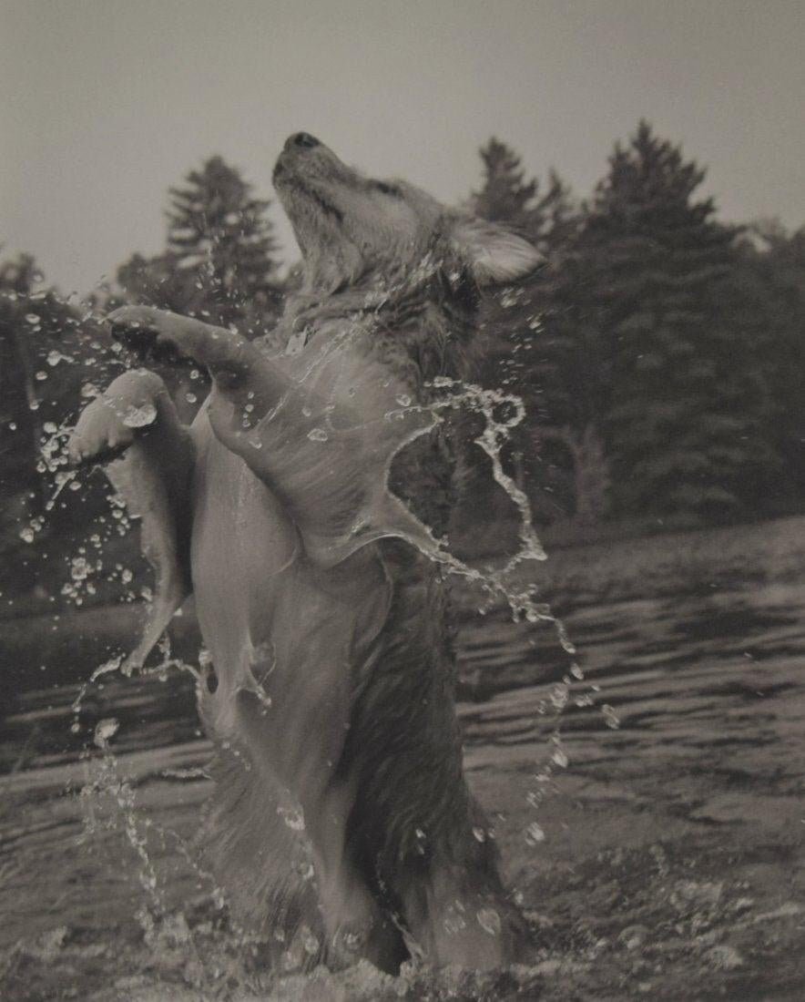 Bruce Weber - Little Bear, Adirondack Park, 1989 - FineArt Vendor