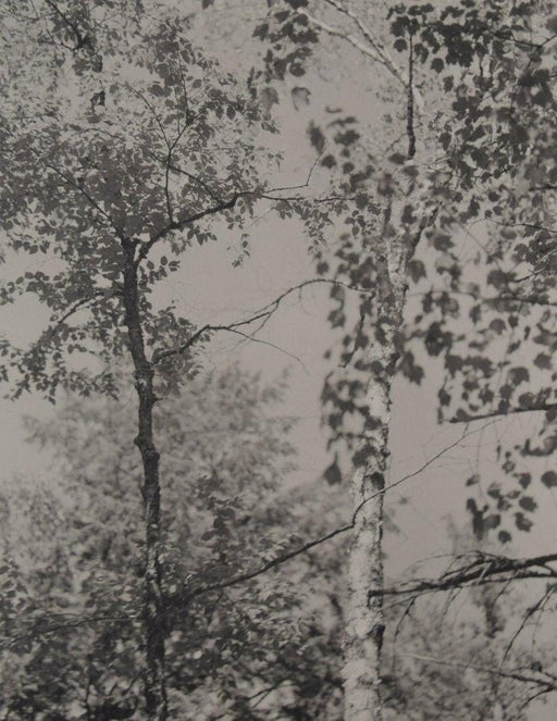 Bruce Weber - Trees on Bog Pond, 1989 - FineArt Vendor