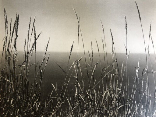 Edward Weston - Grass Against Sea, Big Sur, 1937 - FineArt Vendor