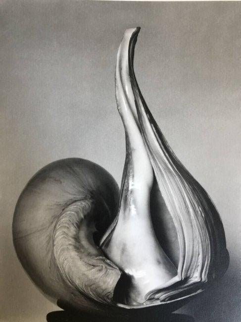 Edward Weston - Shells, 1927 - FineArt Vendor