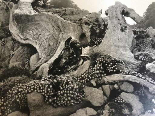 Edward Weston - Stonecrop and Cypress, Point Lobos,1939 - FineArt Vendor