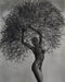 Herb Ritts - Nude , Neith with Tumbleweed , 1986 - FineArt Vendor