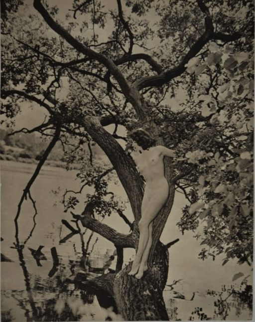 John Everard - Nude in Tree - FineArt Vendor