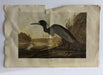 John James Audubon - Blue Crane or Heron Print - FineArt Vendor