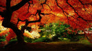 Peter Lik - Autumn - Print in Colors - FineArt Vendor