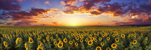 Peter Lik - Summer - Print in Colors - FineArt Vendor