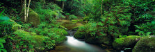 Peter Lik - The Daintree - Print in Colors - FineArt Vendor