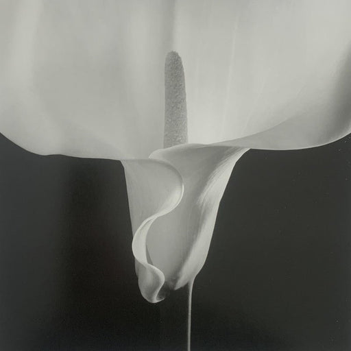 Robert Mapplethorpe - Calla Lily , 1988 - Print in Colors - FineArt Vendor