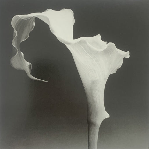 Robert Mapplethorpe - Calla Lily , 1988 - Print in Colors - FineArt Vendor